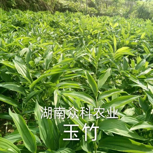 隆回县湖南玉竹，玉竹，猪屎尾