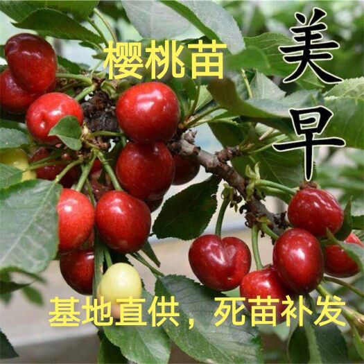 平邑县美早苗  美早大樱桃苗，丰产，个大，抗病强，6月成熟