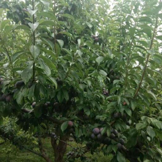 印江县脆红李 梵净山红脆李，开始预定了，大量批发