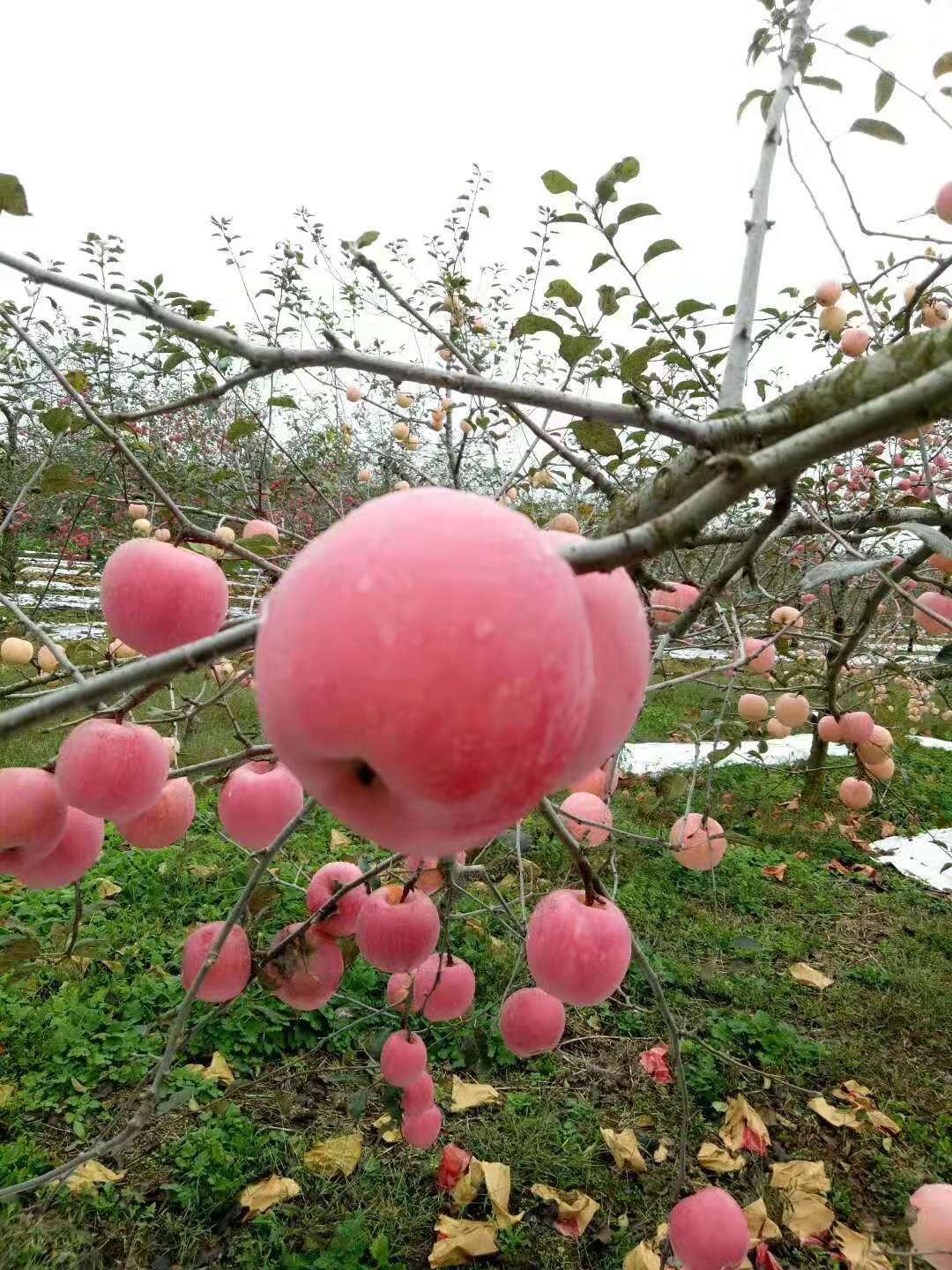 红富士苹果 陕西旬邑红富士