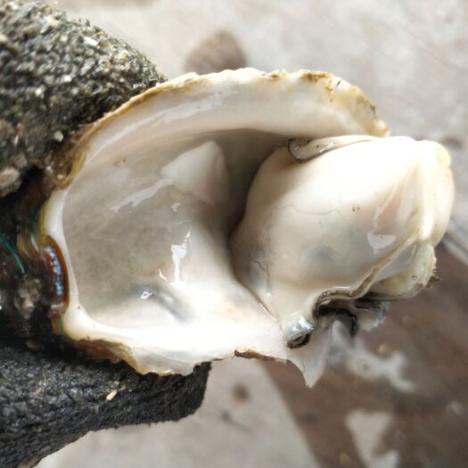 湛江湛江牡蛎 海水 1-2两/只 鲜活水产