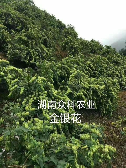 山銀花苗  金銀花苗，湘蕾金銀花，花王，順豐包郵