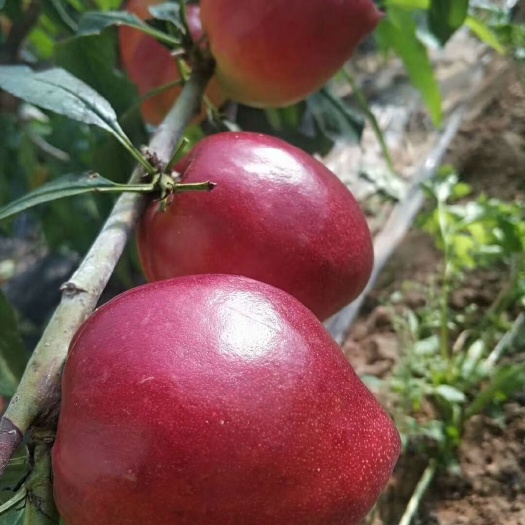 营口中油4号桃树苗  理想油桃品种我都有