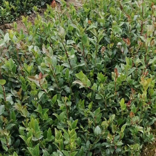 攸县油茶苗 一年嫁接裸根苗