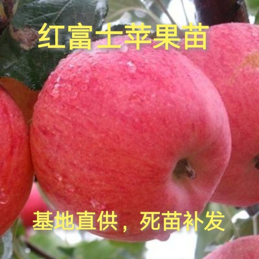 平邑县 红富士苹果苗，抗寒，结果早，丰产，10月中旬成熟