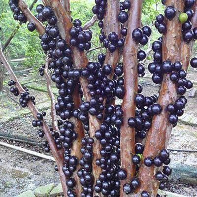灵山县嘉宝果苗  正宗沙巴嘉宝果 嘉宝果 1～8年苗 包邮