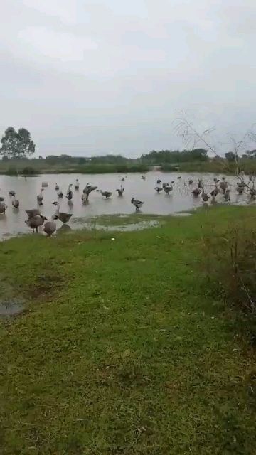合浦县鲜鹅蛋  蔡仔七星岛散养新鲜海鹅蛋