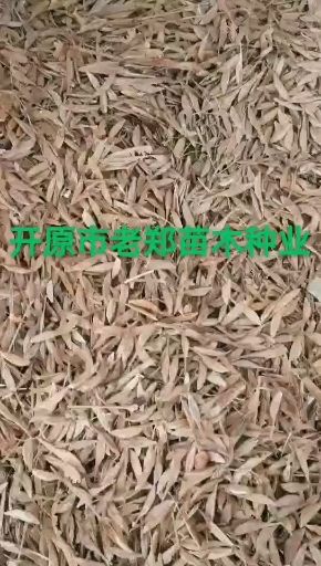  天目琼花种子.佛头花籽.欧洲荚蒾种子.欢迎前来实地订购