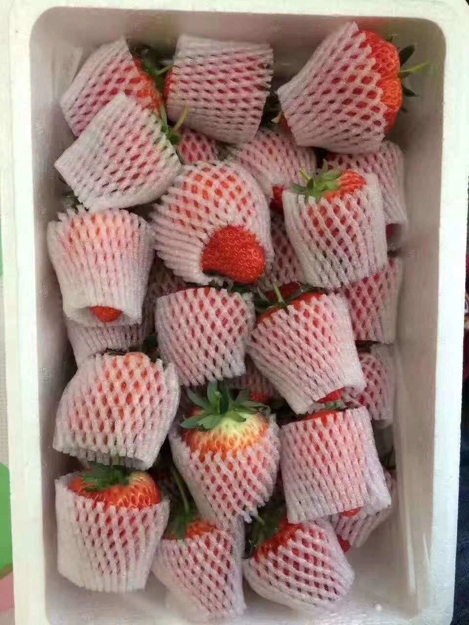  正宗丹东马家岗99草莓