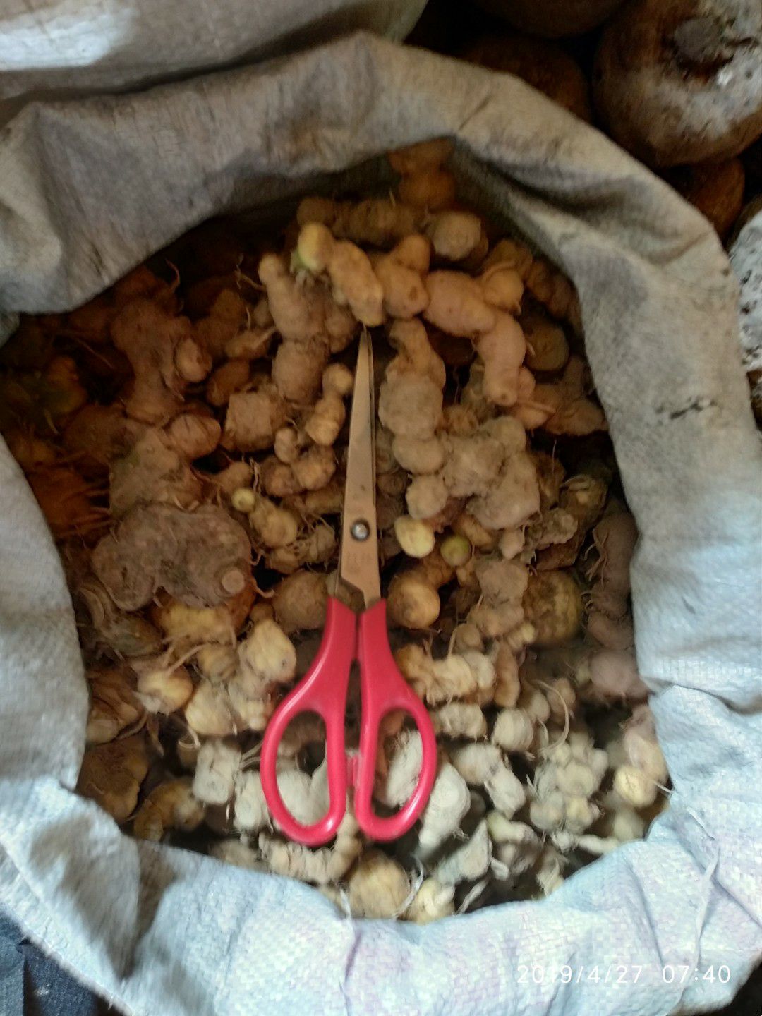 贵州铜仁无硫泡酒煲汤滋补食材生鲜姜形黄精干品鸡头黄精产地直发
