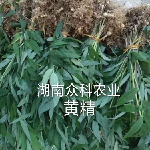 隆回县黄精种苗，多花黄精芽头，黄精茎块