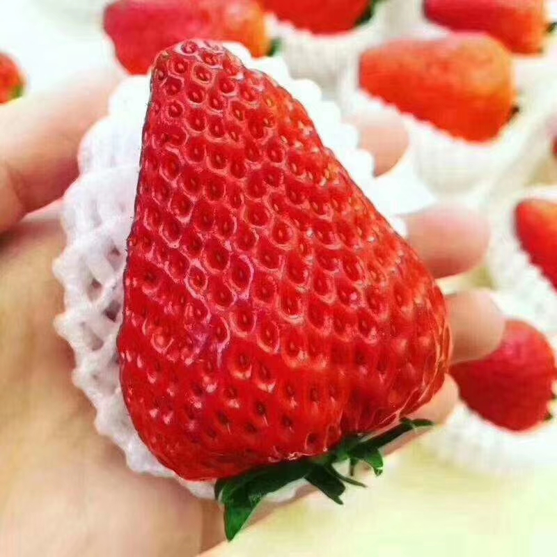 正宗丹东马家岗99草莓