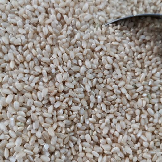 深圳 现碾色选糙米