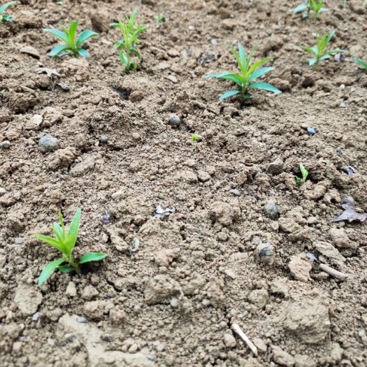 阳朔县毛桃苗  毛桃芽苗，