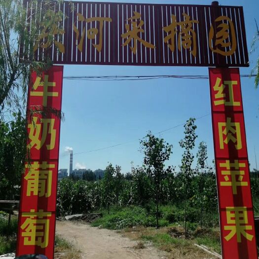 邹平市红肉苹果 红色之爱 红心苹果