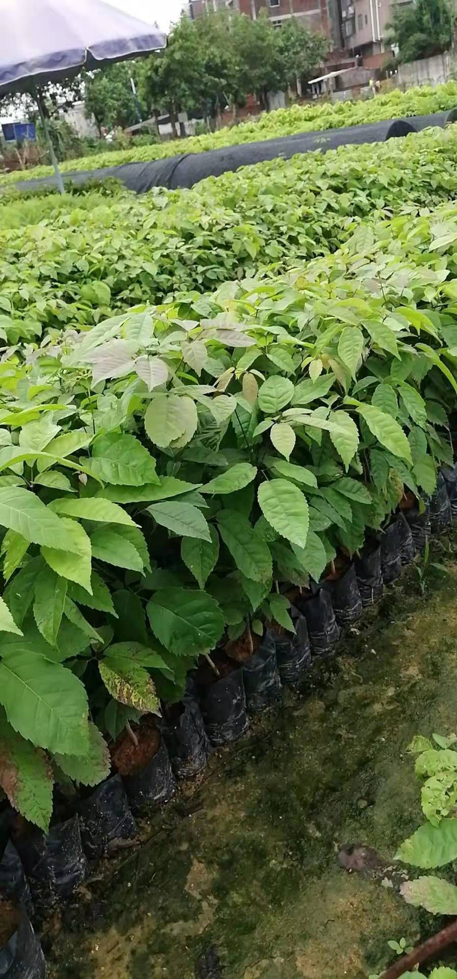 紫花风铃木  紫花枫铃苗、紫花枫1斤营养袋苗、