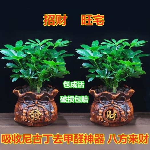 平邑县 发财树         基地直销