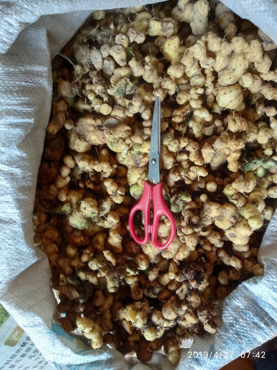 贵州铜仁无硫泡酒煲汤滋补食材生鲜姜形黄精干品鸡头黄精产地直发
