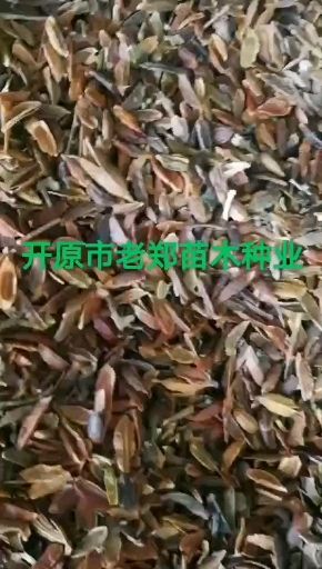 开原市 现种 紫丁香种子 优质丁香种子 小叶丁香 暴马丁香种子等