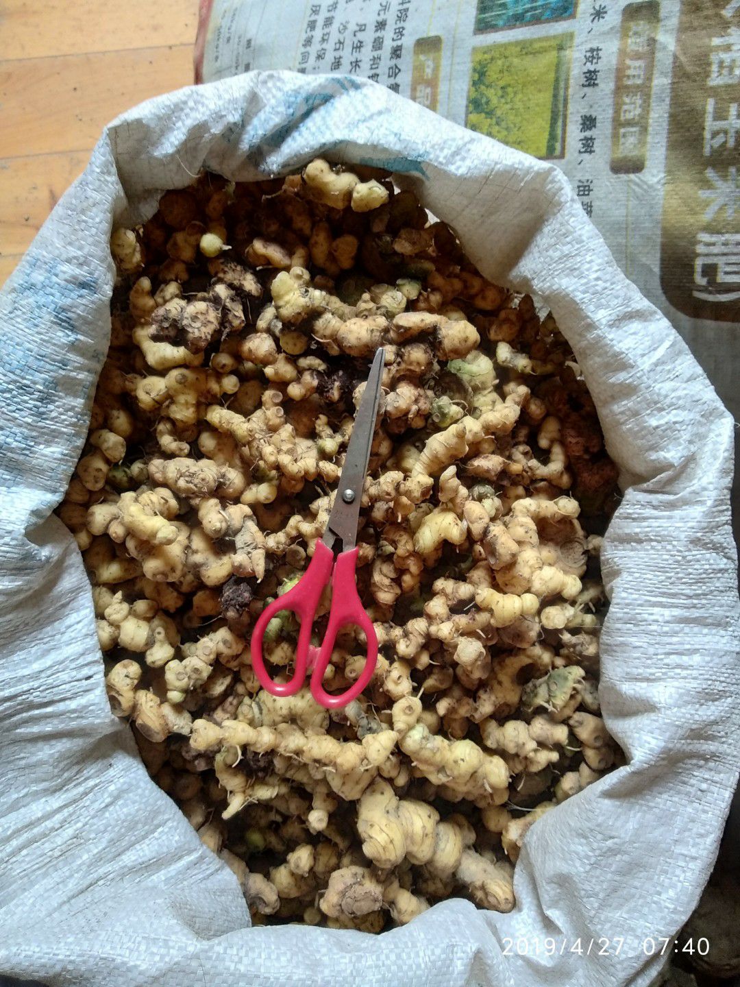 贵州铜仁无硫泡酒煲汤滋补食材生鲜姜形黄精干品鸡头黄精产地直发