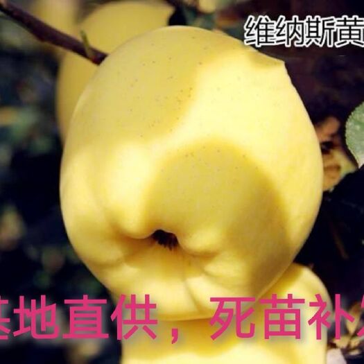 平邑县 维纳斯黄金苹果苗，抗病，抗寒，丰产性强