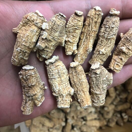 广州西洋参 加拿大花旗参2—3克老皮短粒头，产地一手货源，质量保证