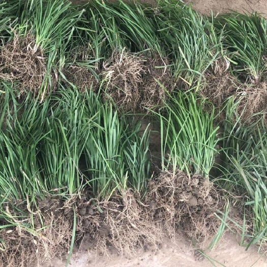 襄樊细叶麦冬草 耐寒耐冻庭院绿化工程用苗