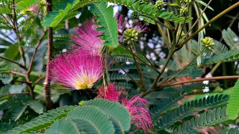 涟水县红合欢   合欢树苗合欢苗绒花树苗芙蓉花树苗庭院花卉盆栽当年开花合欢苗