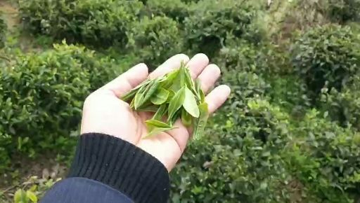  湘西毛尖茶 绿茶 公务员茶 红茶