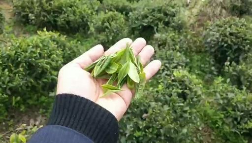 古丈县 湘西毛尖茶 绿茶 公务员茶 红茶
