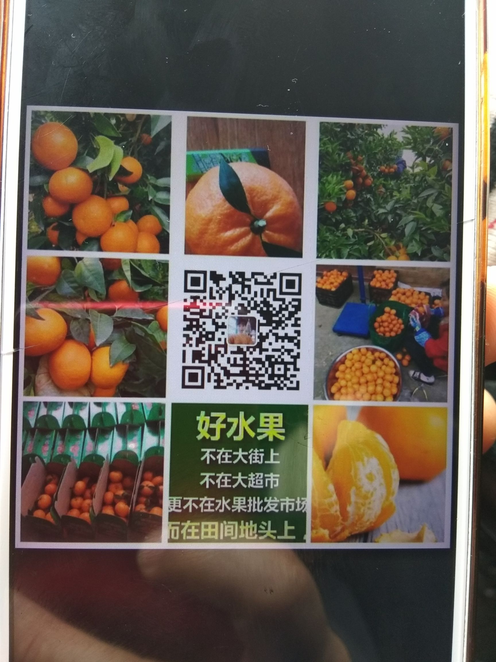 沙糖桔 巴西沙糖柑