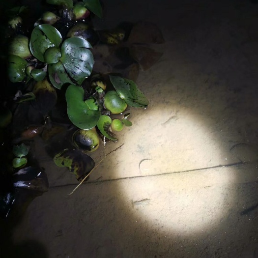 高县 出售1234规格虾苗