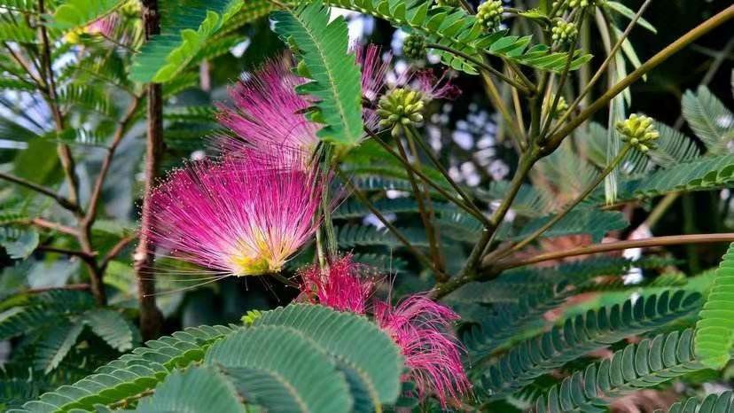 临沭县 合欢树苗合欢苗绒花树苗芙蓉花树苗庭院花卉盆栽当年开花合欢苗