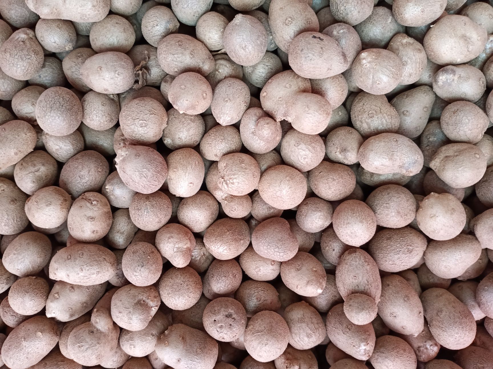大名县白玉豆  1个到1.3的中豆出售