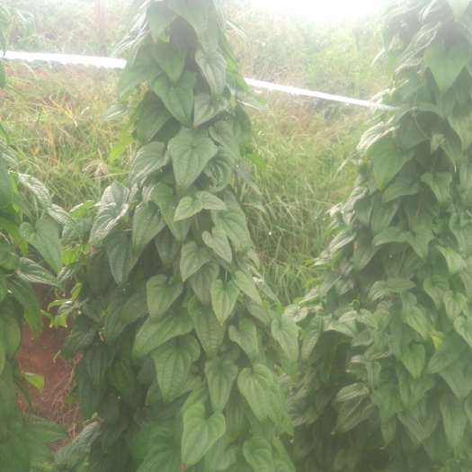 云南牛尾山药苗以成活率高，抗病力强、产量高、口感好等特点、