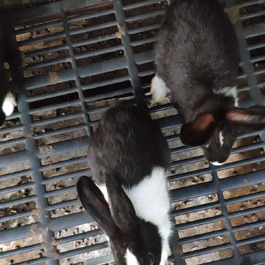 惠东县兔肉类  小品种乌兔，肉质鲜甜Q弹性，无什么腥味