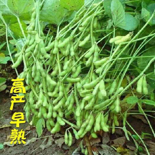 资阳 高产优质青毛豆种子