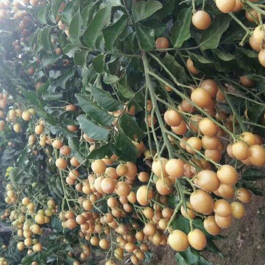 灵山县黑黄皮果苗 黑黄皮嫁接苗