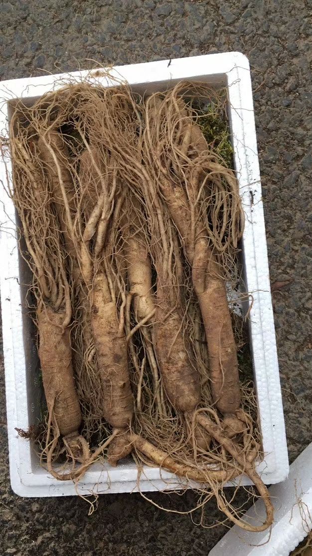  6-7年园参鲜参保温箱青苔发货