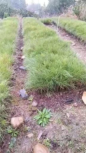 吉安湿地松树苗