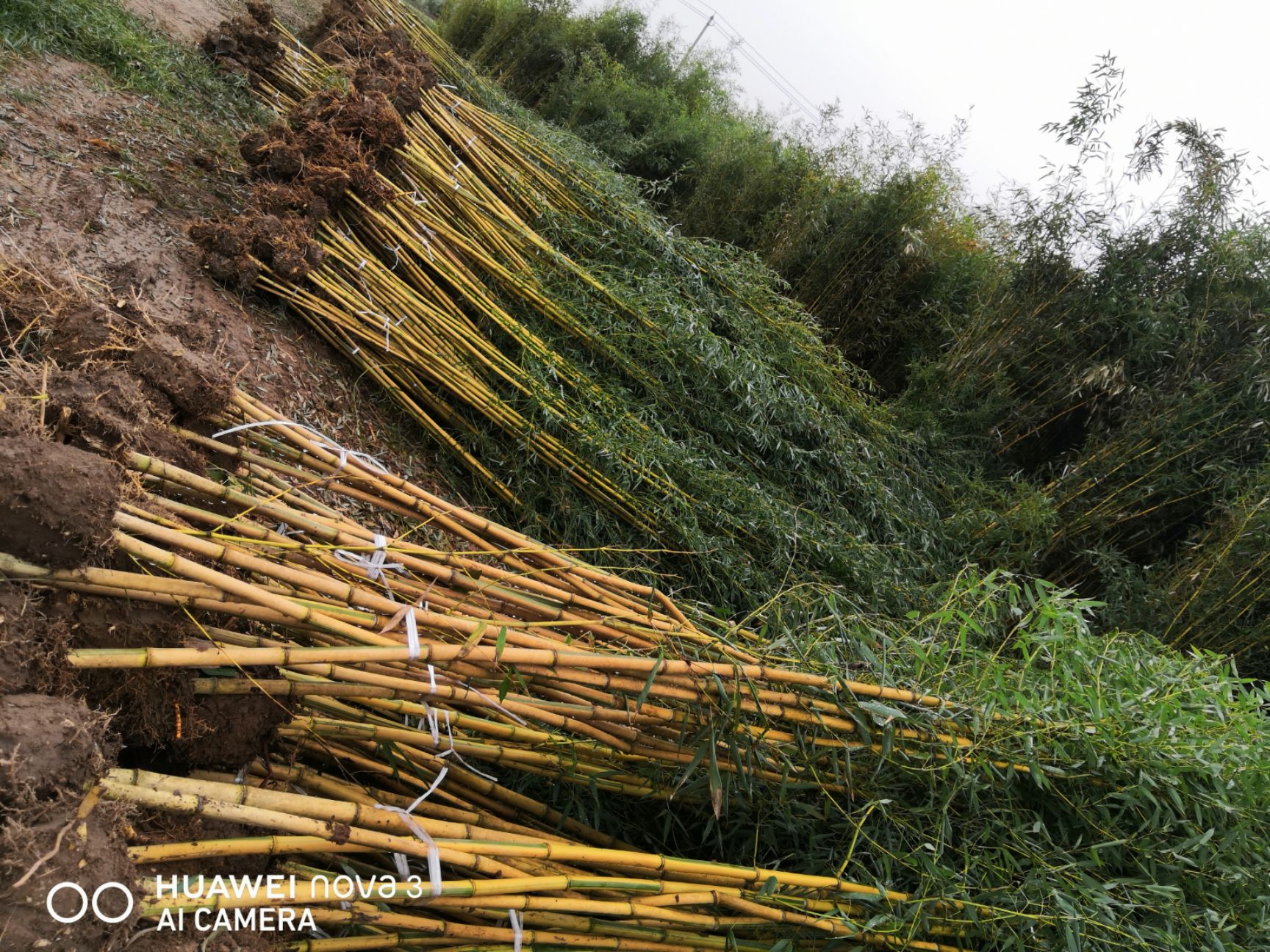 金镶玉竹苗基地 批发直销 黄竹苗 金镶玉竹 庭院绿化工程竹苗