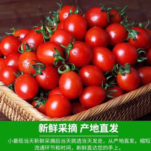 莘县 莘县千禧圣女果，承接商超，对接电商平台，专业代收代发货