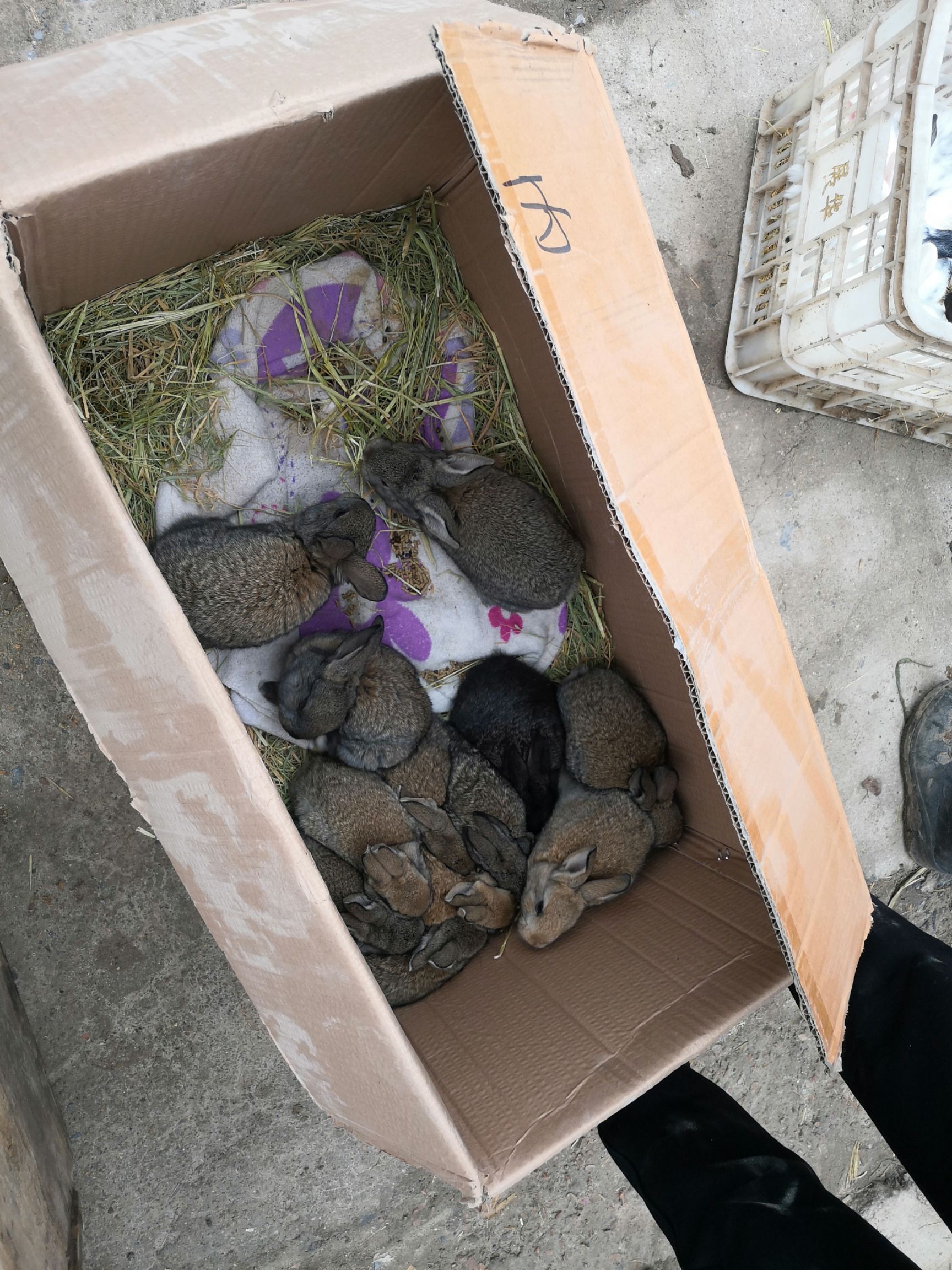 兔子收购市场 回收兔子的市场