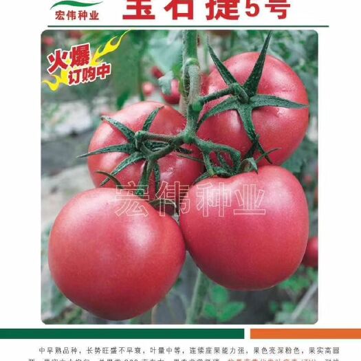 寿光市硬粉番茄苗 宝石捷五号番茄苗