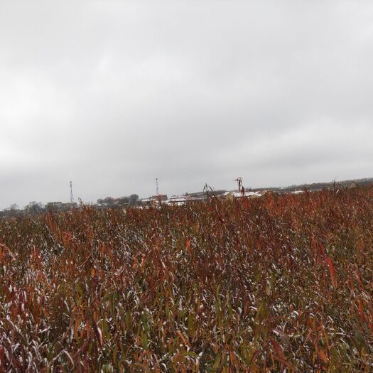 银川山桃苗 基地直供批发大量桃苗