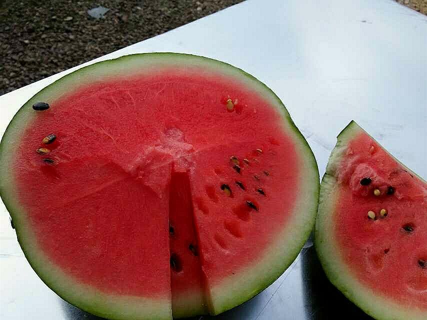 云南德宏盈江8424有籽西瓜新鲜现摘现发