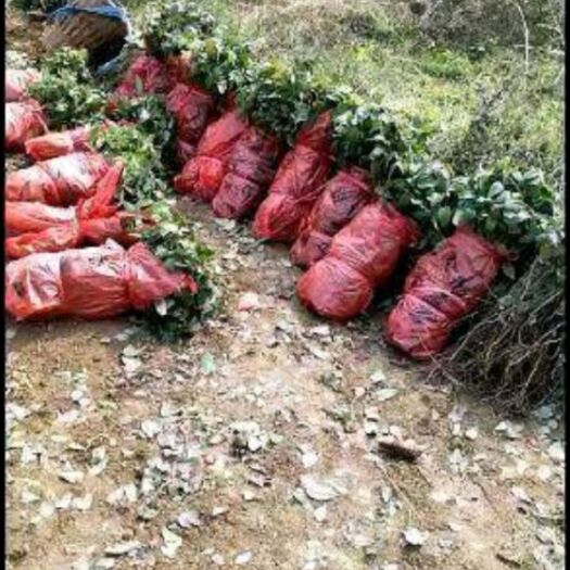 古丈县八月瓜苗 一年果苗，成活率高，欢迎订购，不包邮