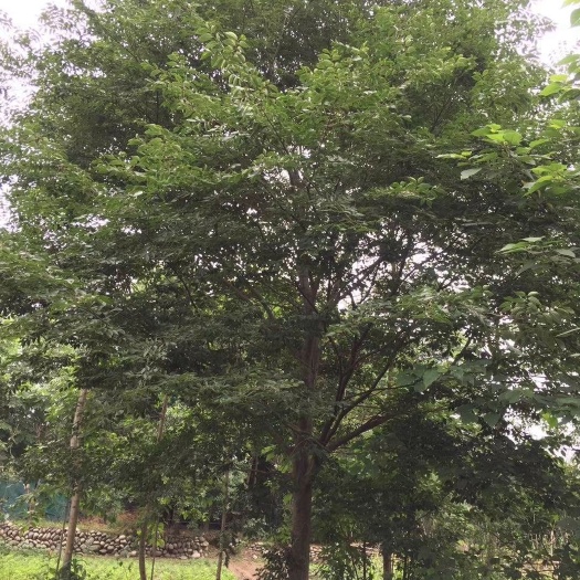 成都 朴树，鸡屎树，四川朴树基地出售，成都朴树批发价格