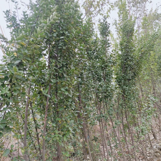 方城县 绿化苗木：北海道黄杨