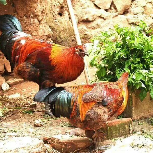 昆明 云南纯土鸡苗